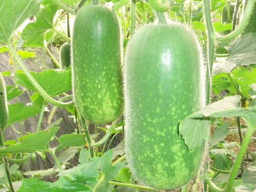 摘瓜吃瓜配乐,乐享夏日旋律之旅