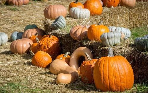 云南华宁吃瓜,瓜果飘香，品味田园生活