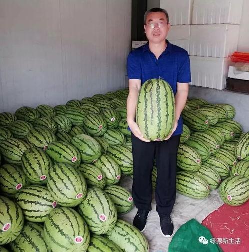 赛点吃瓜,揭秘吃瓜群众的狂欢盛宴