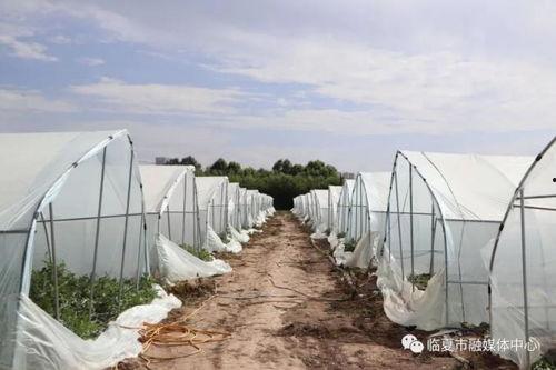 临夏同城吃瓜,揭秘当地美食背后的故事