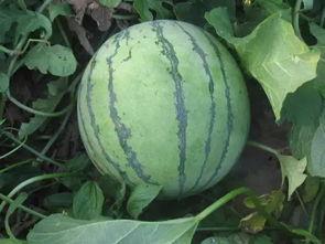 脆瓜主蔓留几个瓜可以吃,合理留瓜数量，丰收在望