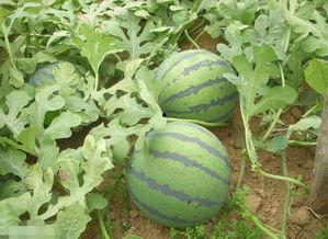 脆瓜主蔓留几个瓜可以吃,合理留瓜数量，丰收在望