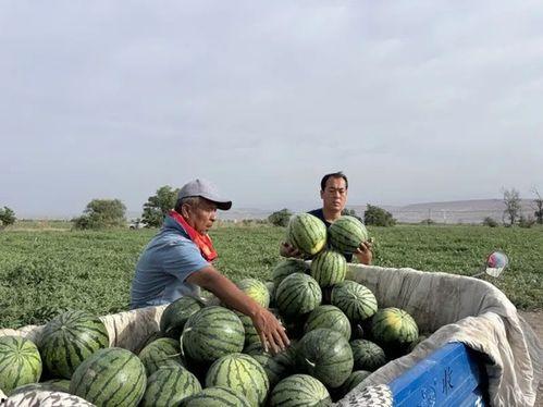 南阳师范吃瓜,一场吃瓜盛宴背后的校园风云