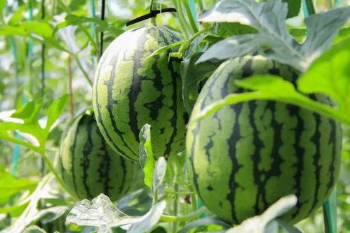 吃瓜官网 免费吃瓜,尽享娱乐盛宴！