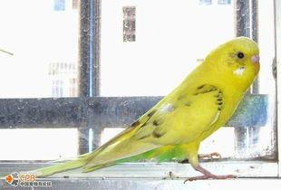 绿鹦鹉吃瓜,绿鹦鹉的夏日瓜果盛宴