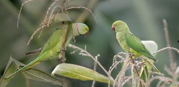 绿鹦鹉吃瓜,绿鹦鹉的夏日瓜果盛宴