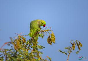 绿鹦鹉吃瓜,绿鹦鹉的夏日瓜果盛宴
