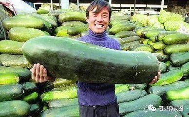 种瓜人如何吃瓜,瓜农的甜蜜收获与美味分享