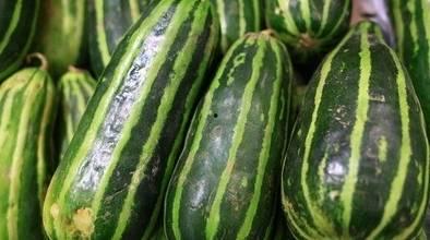 种瓜人如何吃瓜,瓜农的甜蜜收获与美味分享