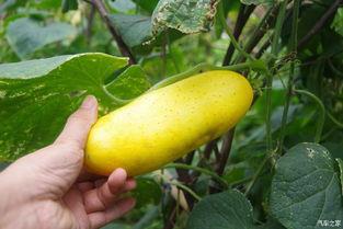 种瓜人如何吃瓜,瓜农的甜蜜收获与美味分享