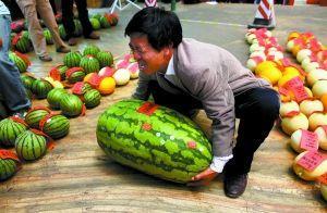 私人订制吃瓜比赛,一场舌尖上的视觉盛宴