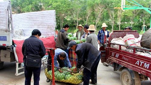 莒南吃瓜群众图片