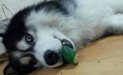 二狗吃瓜博士,揭秘娱乐圈背后的秘密与真相