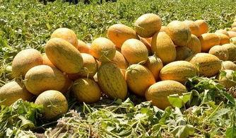 吃哈密瓜死了,悲剧背后的食品安全警示