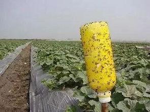 蜂吃瓜怎样治,神奇植物疗法揭秘