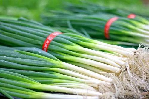 吃中药能否吃茭瓜呢,食用搭配的适宜性探讨