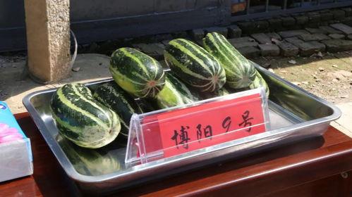 洪山区吃瓜,瓜果飘香，美食地图探秘