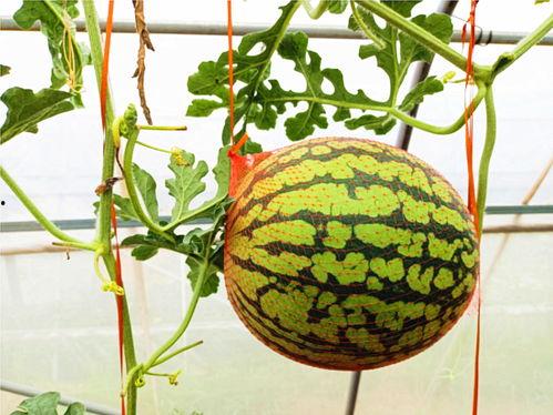 落九川吃瓜网,揭秘娱乐圈幕后故事，带你领略明星真实生活