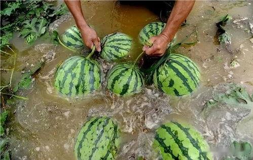 落九川吃瓜网,揭秘娱乐圈幕后故事，带你领略明星真实生活