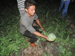 偷瓜吃,一场夏夜里的趣味冒险