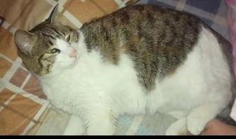 吃瓜的猫 小说,揭秘娱乐圈背后的秘密