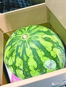 武汉封校吃瓜,武汉学子共度时艰，吃瓜群众见证成长