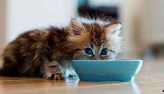 猫咪吃的瓜尔胶怎么吃,科学喂养新选择