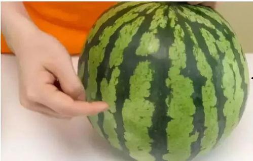 瓜吃的够多了,尽享夏日甜蜜滋味