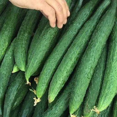 瓜吃的够多了,尽享夏日甜蜜滋味