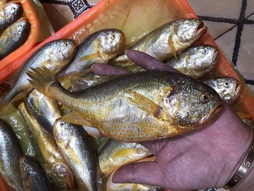 抖音小鱼干吃瓜,揭秘网红幕后故事