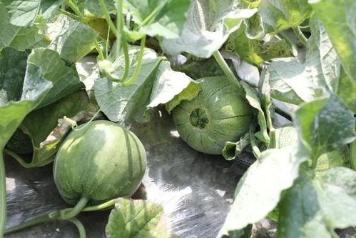 什么季节吃瓜,尽享清凉瓜果盛宴