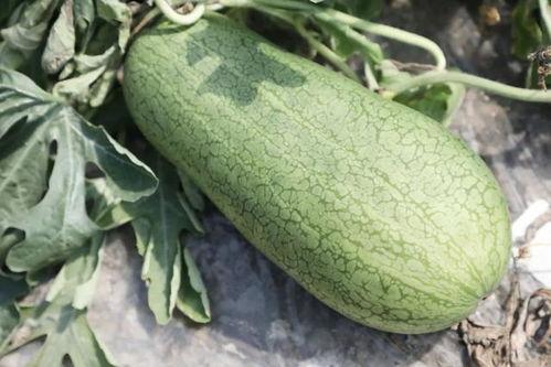 什么季节吃瓜,尽享清凉瓜果盛宴