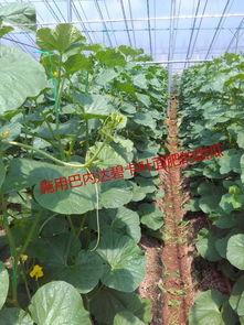 山西运城吃瓜,瓜果飘香，尽享清凉美食之旅