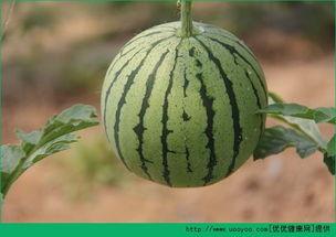 吃瓜中毒咋办,吃瓜中毒紧急应对指南