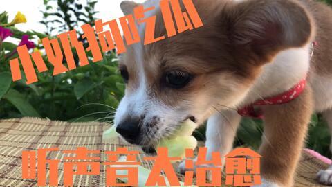 狗狗吃大瓜好吗怎么吃,如何安全美味地喂食爱犬