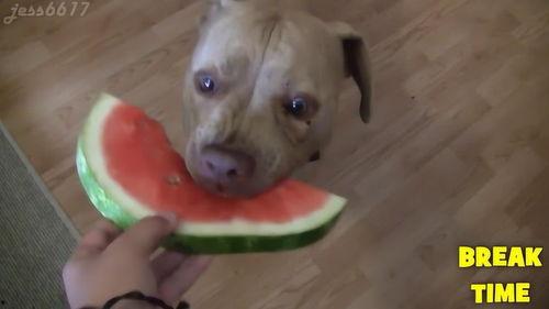 狗狗吃大瓜好吗怎么吃,如何安全美味地喂食爱犬