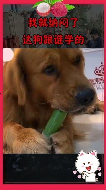 狗狗吃大瓜好吗怎么吃,如何安全美味地喂食爱犬