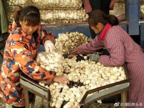 濮阳校园吃瓜爆料