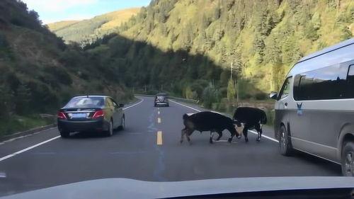 车子马路吃瓜,车子与吃瓜群众的欢乐时光