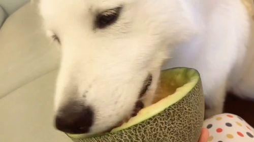 吃瓜吃瓜怎么会,揭秘吃瓜背后的趣味与真相